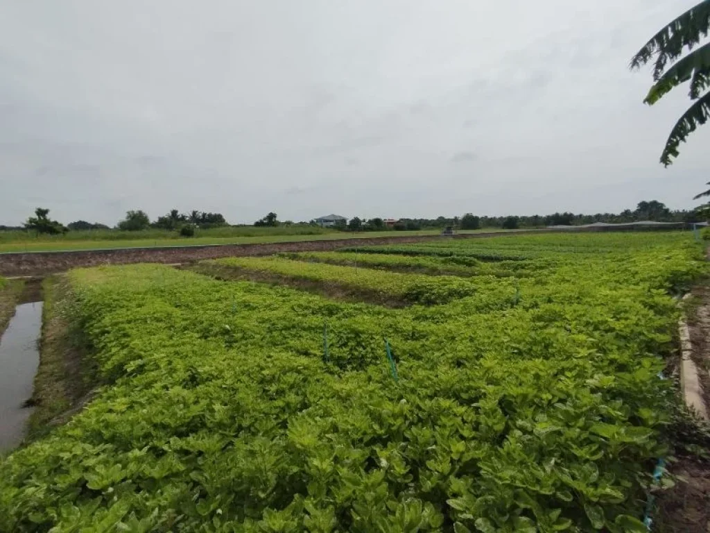 ที่ดินติดถนนเลียบคลองนราภิรมย์ อบางใหญ่ จนนทบุรี