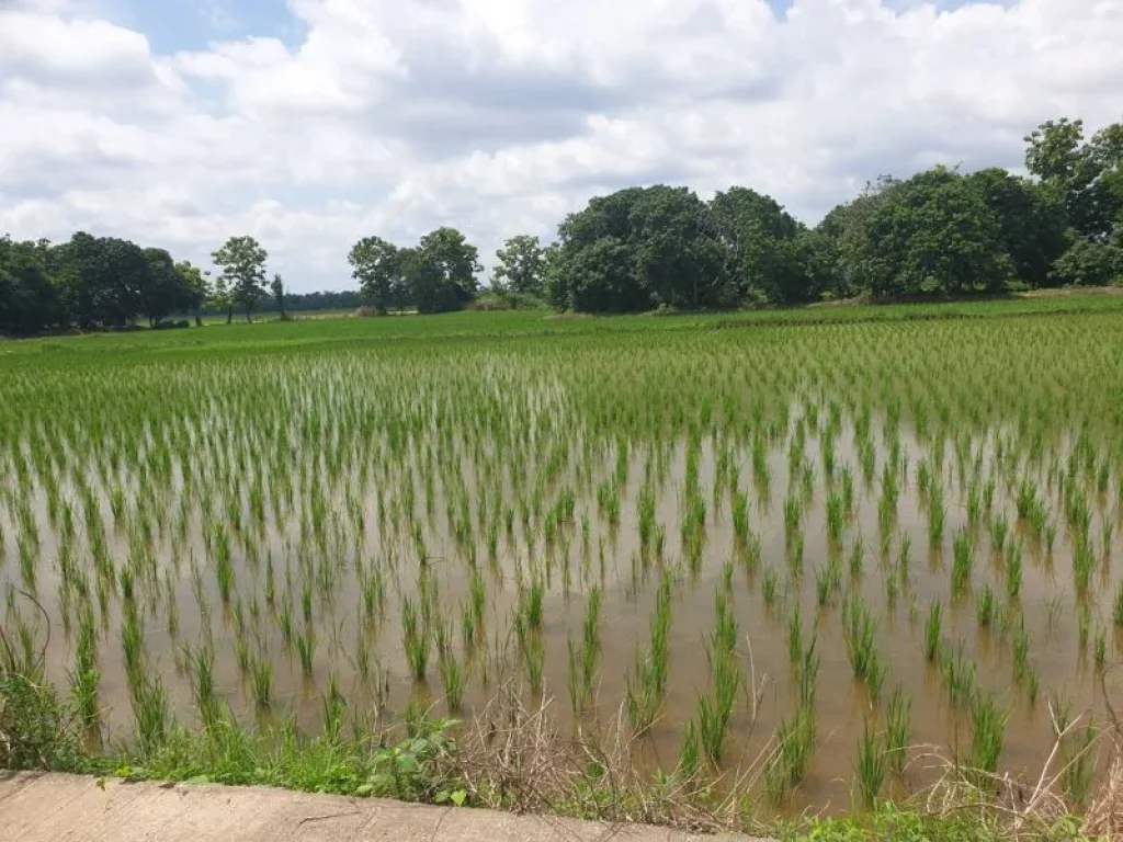 ขายที่ดินตำบลแม่คำ อำเภอแม่จัน จังหวัดเชียงราย พื้นที่ 1