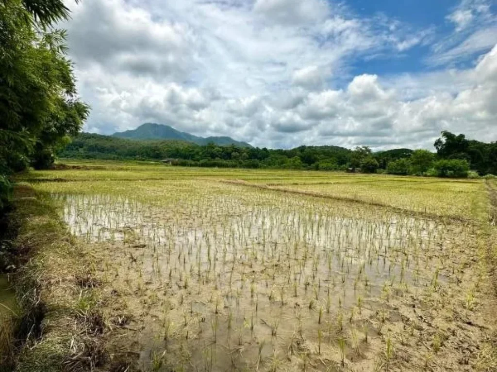 ขายที่นาวิวดอยเมืองงายเชียงดาวโฉนดพร้อมโอนราคาถูก