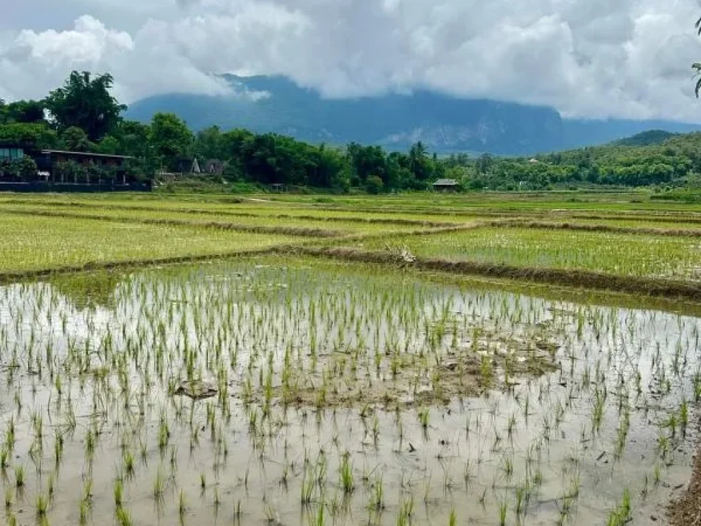 ขายที่นาวิวดอยเมืองงายเชียงดาวโฉนดพร้อมโอนราคาถูก