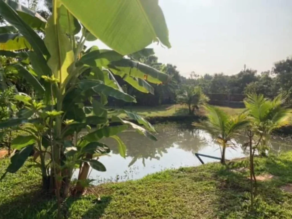 ขายที่ดินติดถนนล้อมรั้วเรียบร้อยบ้านพญาชมภูสารภีโฉนดพร้อมโอน