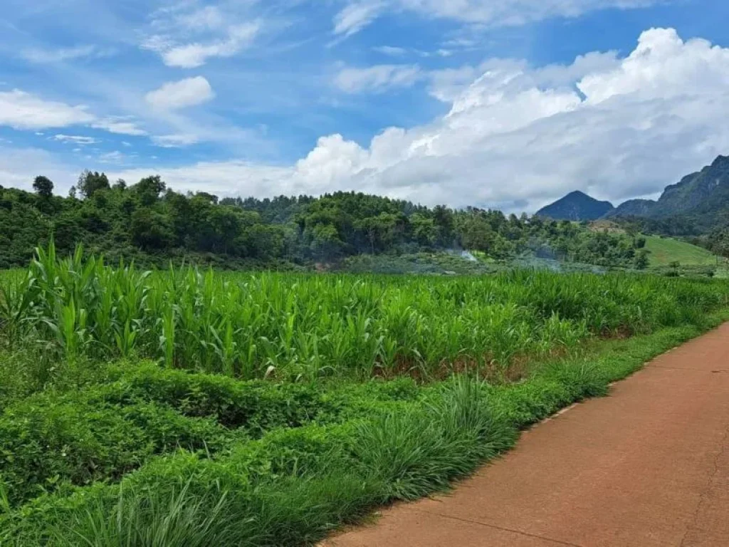 ขายที่ดินติดถนนตำบลเชียงดาวโฉนดพร้อมโอนราคาถูก