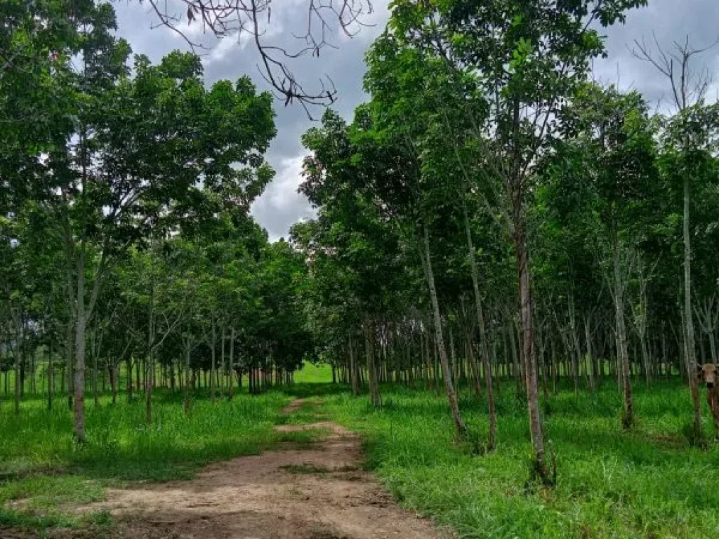 ขายที่ดิน นส3 กรวม 47 ไร่ 2 งาน ติดทางหลวงแผ่นดิน หนองพลับ