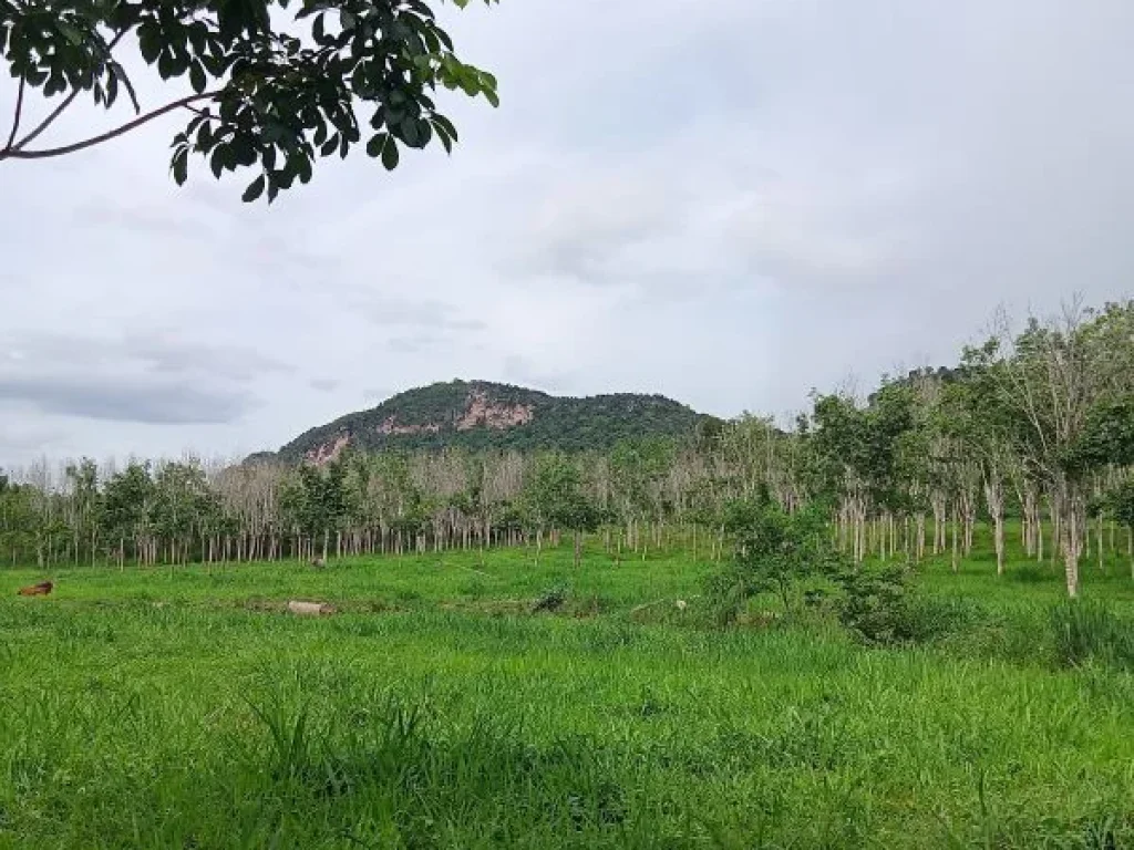 ขายที่ดิน นส3 กรวม 47 ไร่ 2 งาน ติดทางหลวงแผ่นดิน หนองพลับ