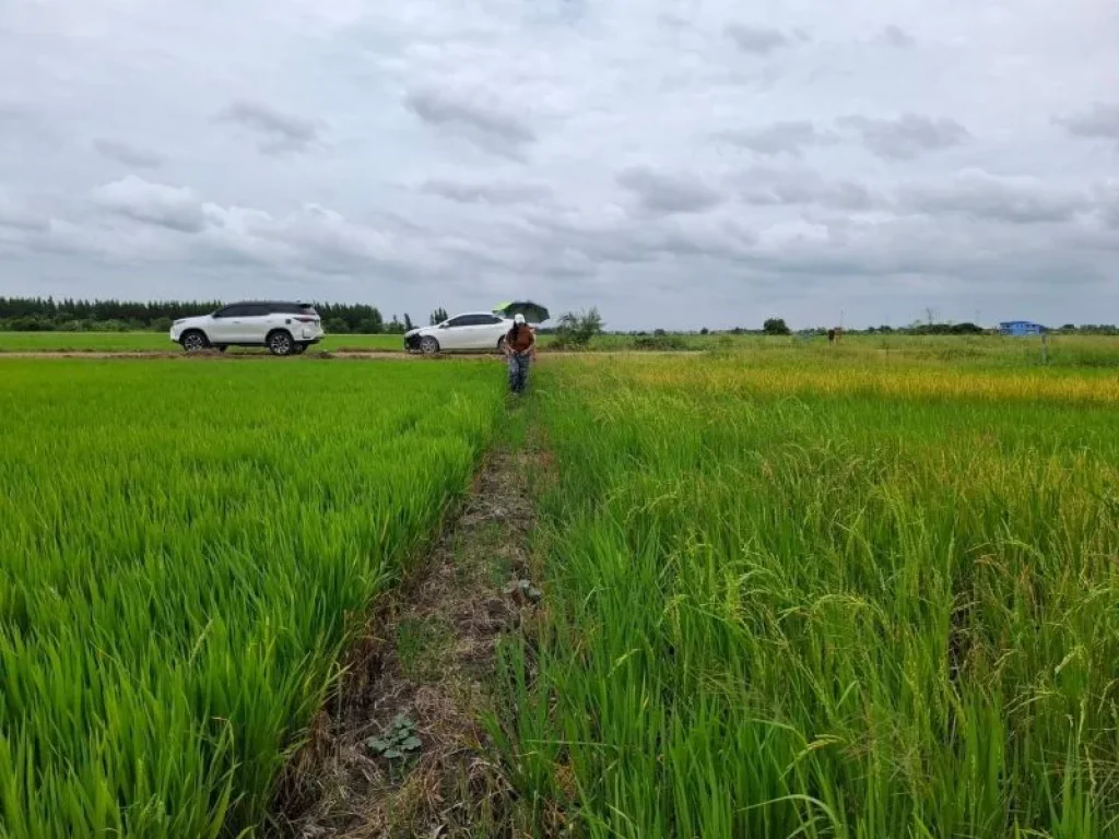 ขายที่ดินคลอง 5 ขนาด 100 ตรว ซคลองห้าตะวันออก62 ปทุมธานี