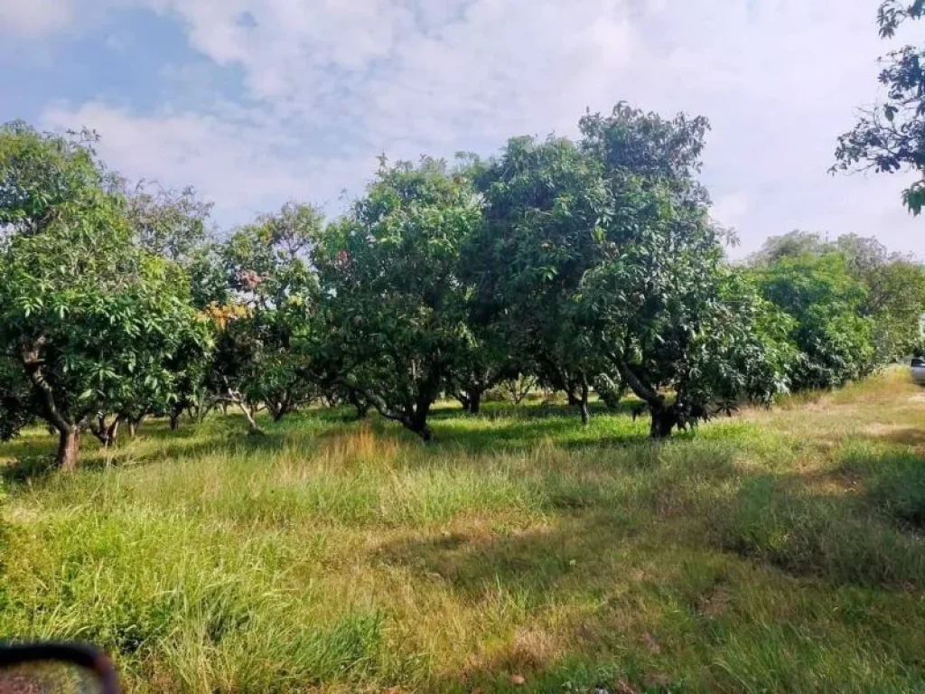 ขายที่ดินสวน ถูกมาก 2 ไร่ โคกสอาด หนองแซง สระบุรี