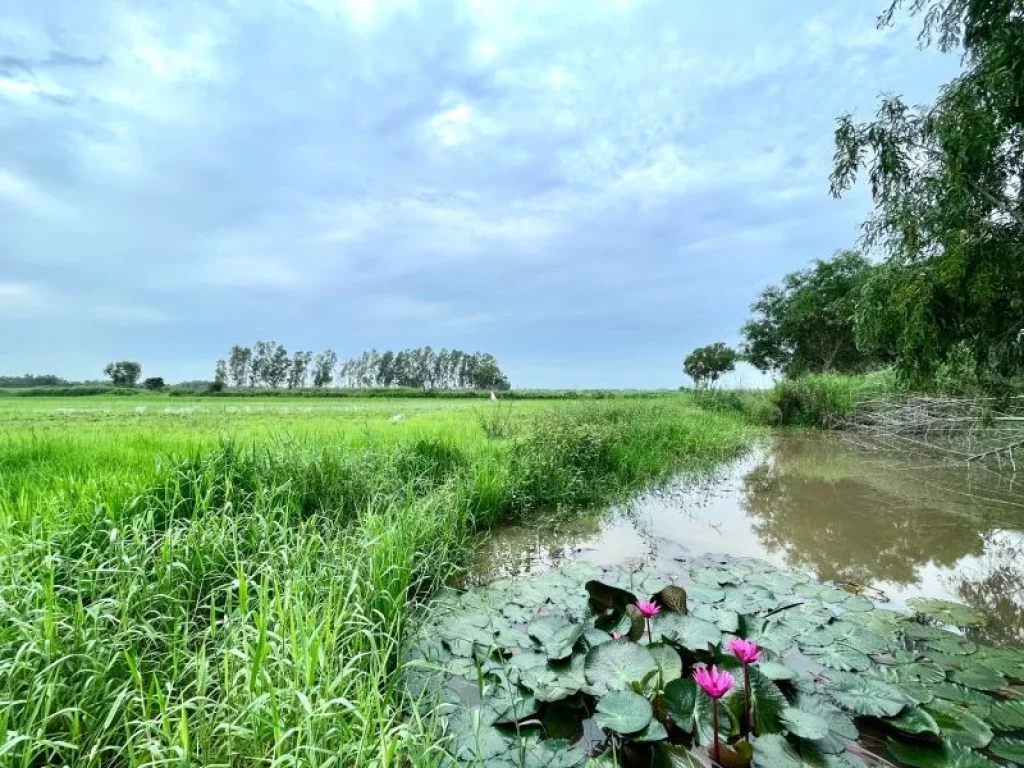 ขายที่นาราคาถูกติดคลอง-ติดถนน 5 ไร่ ตเกาะโพธิ์ อปากพลี