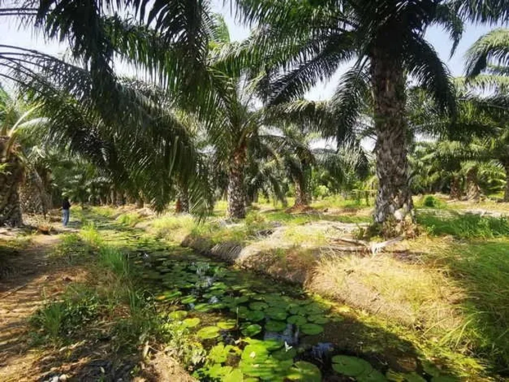 ขายที่ดินทำเลทอง คลอง12 อหนองเสือ จปทุมธานี