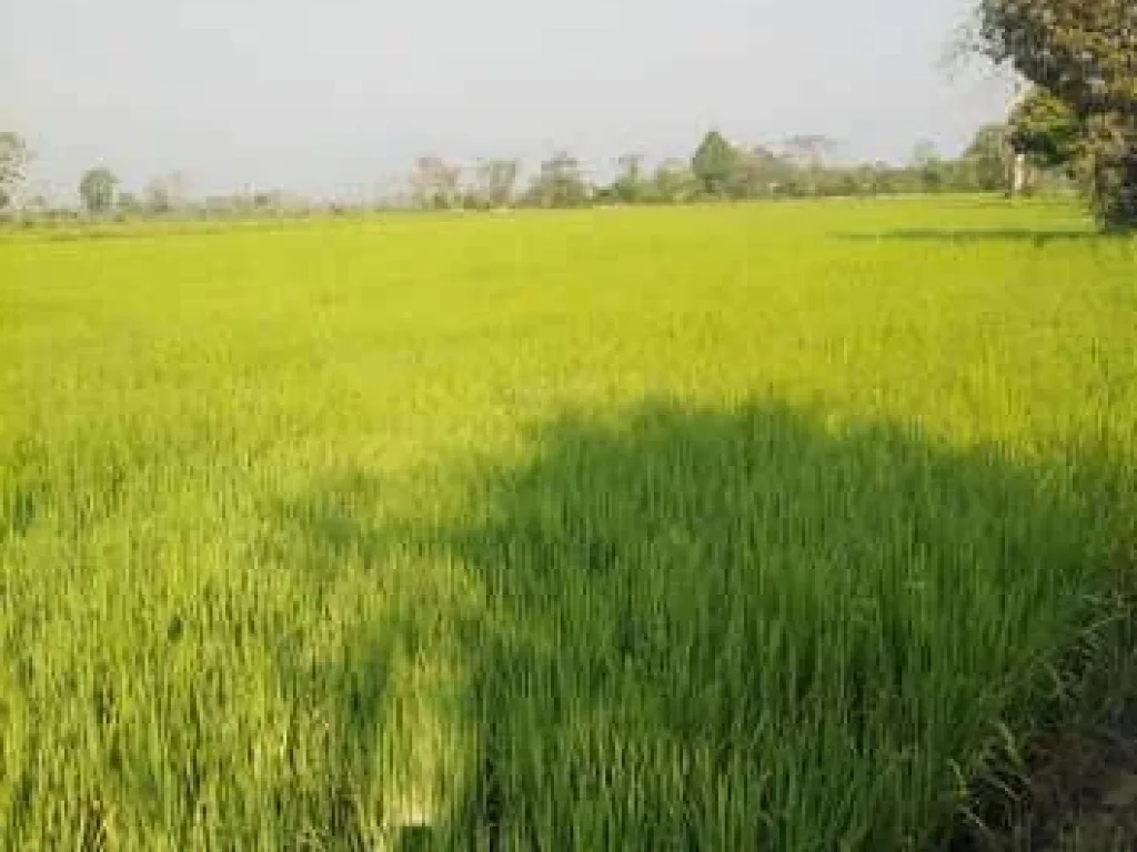 ขายที่ดินวิวทุ่งนา สวย ธรรมชาติ อำเภอเชียงแสน จังหวัดเชียงราย