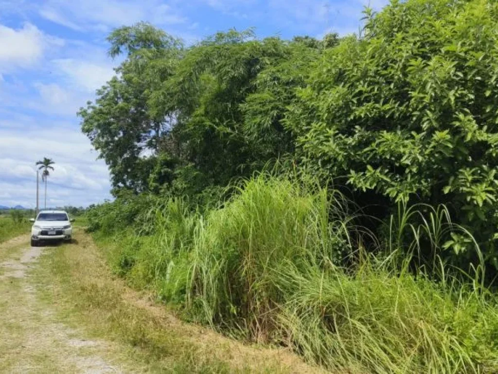 ขาย ที่ดิน ใกล้ตัวเมืองเชียงราย - 3 ไร่ ที่ดินแปลงเกษตรขายถู