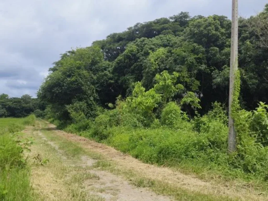 ขาย ที่ดิน ใกล้ตัวเมืองเชียงราย - 3 ไร่ ที่ดินแปลงเกษตรขายถู