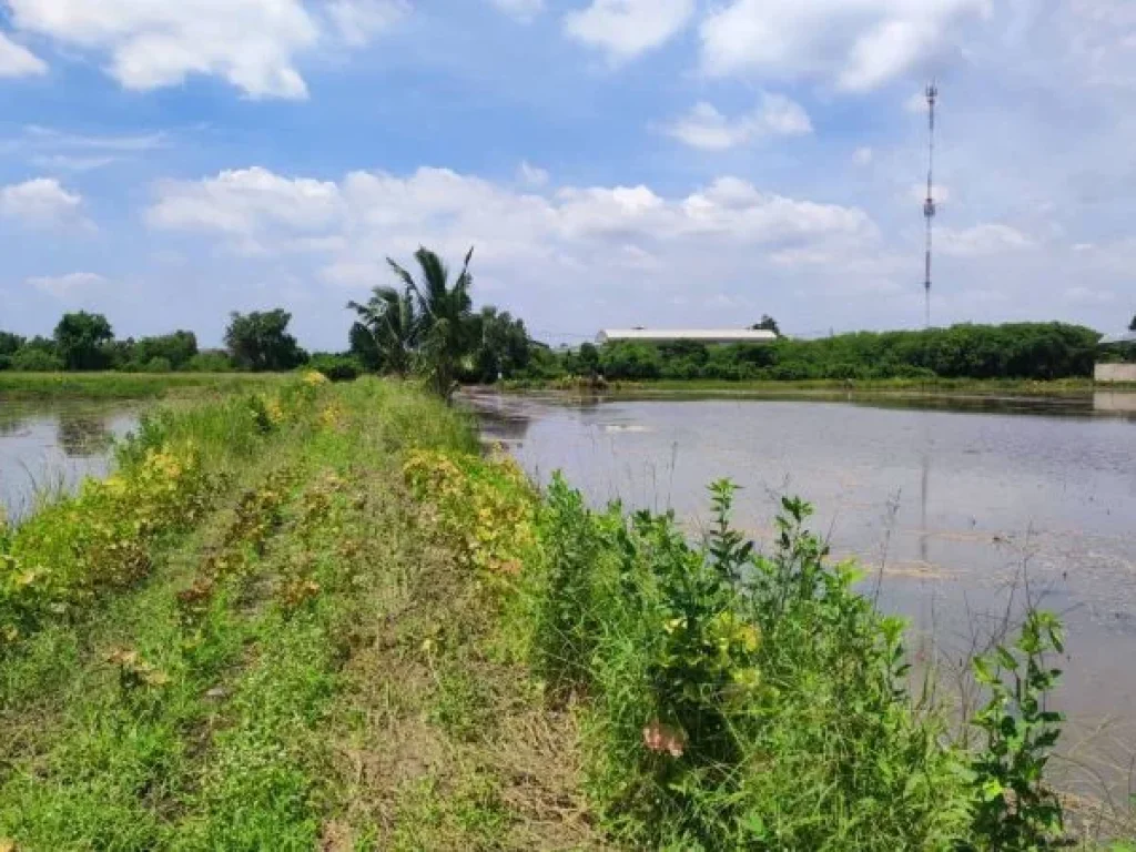 ขาย ที่ดิน ติดถนน 3 ด้าน หนองจอก สุวินทวงศ์ ร่วมพัฒนา 1