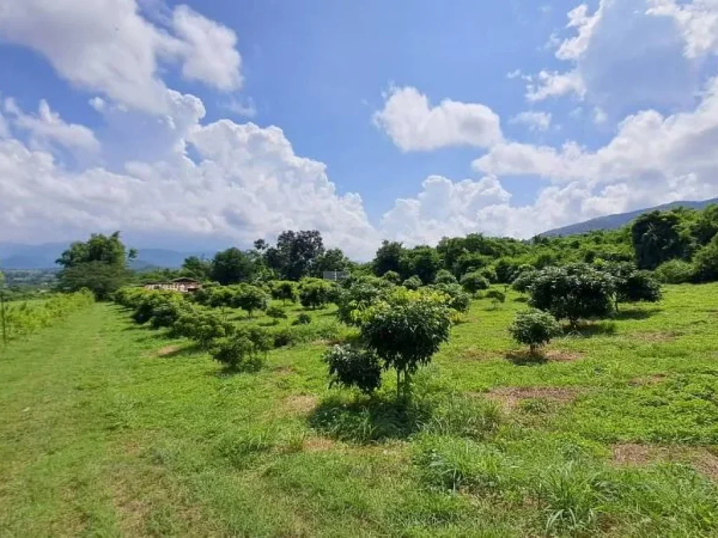 ขายสวนลำไยวิวสวยภูเขาล้อมรอบ ไฟฟ้าน้ำบาดาลพร้อม บ้านห้วยไฟ