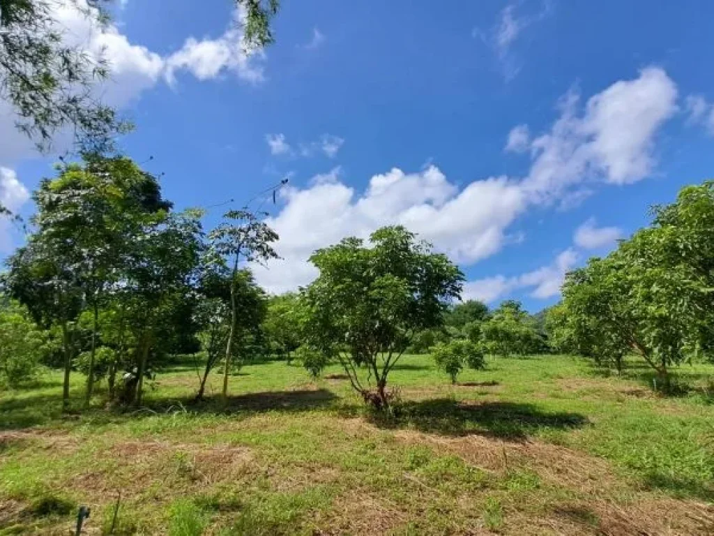 ขายสวนลำไยวิวสวยภูเขาล้อมรอบ ไฟฟ้าน้ำบาดาลพร้อม บ้านห้วยไฟ