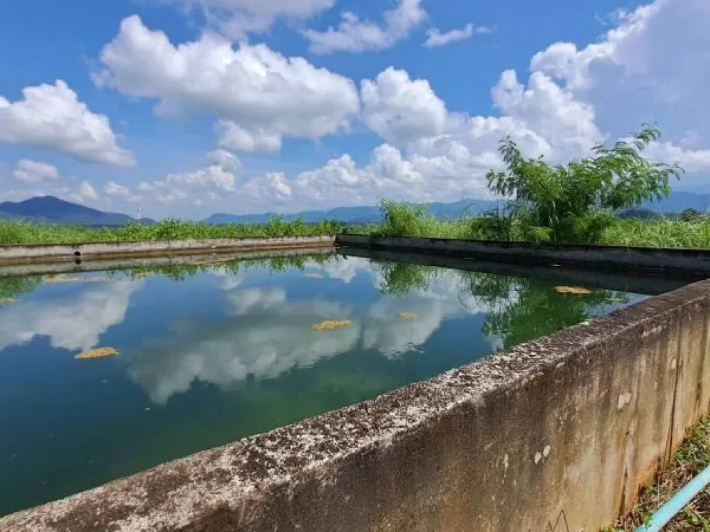 ขายสวนลำไยวิวสวยภูเขาล้อมรอบ ไฟฟ้าน้ำบาดาลพร้อม บ้านห้วยไฟ