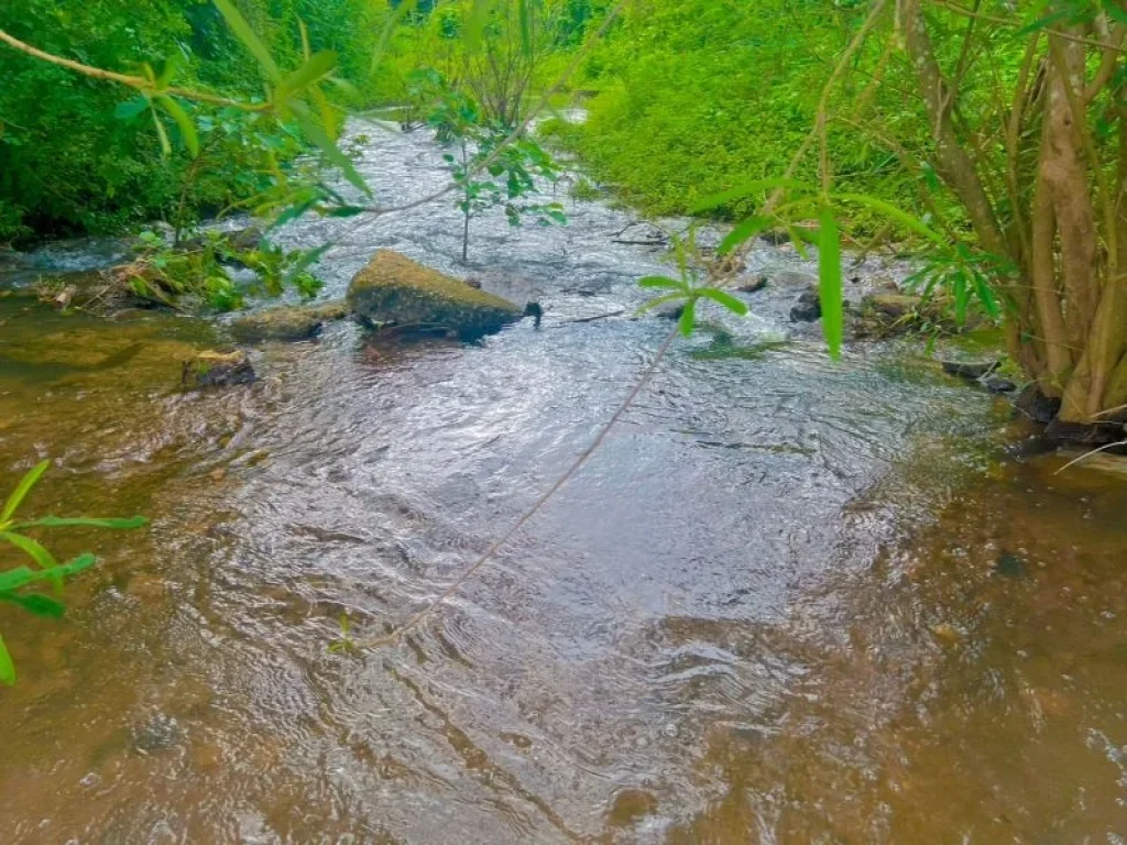 ที่ดินติดน้ำหนองหญ้าปล้องเพชรบุรี สวยราคาถูก