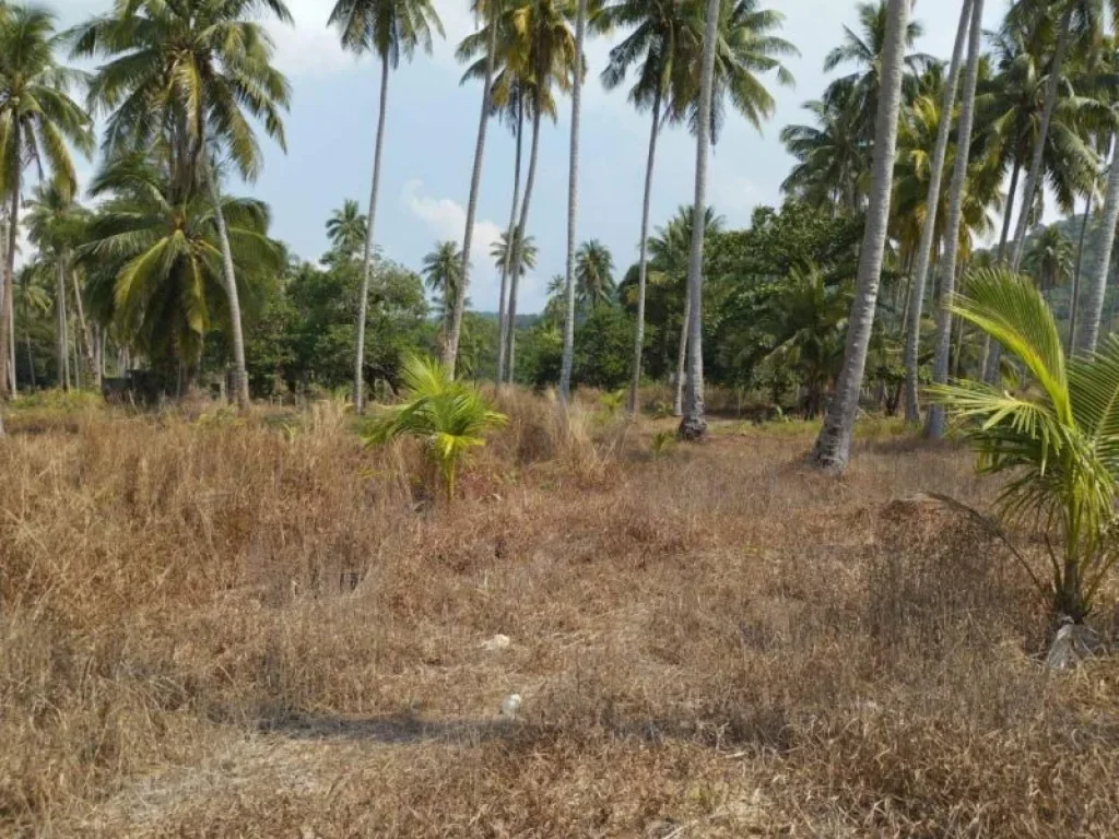 ขาย ที่ดิน ใกล้หาดมาก บนเกาะช้าง ที่ดิน บนเกาะช้าง 24 ไร่ 2