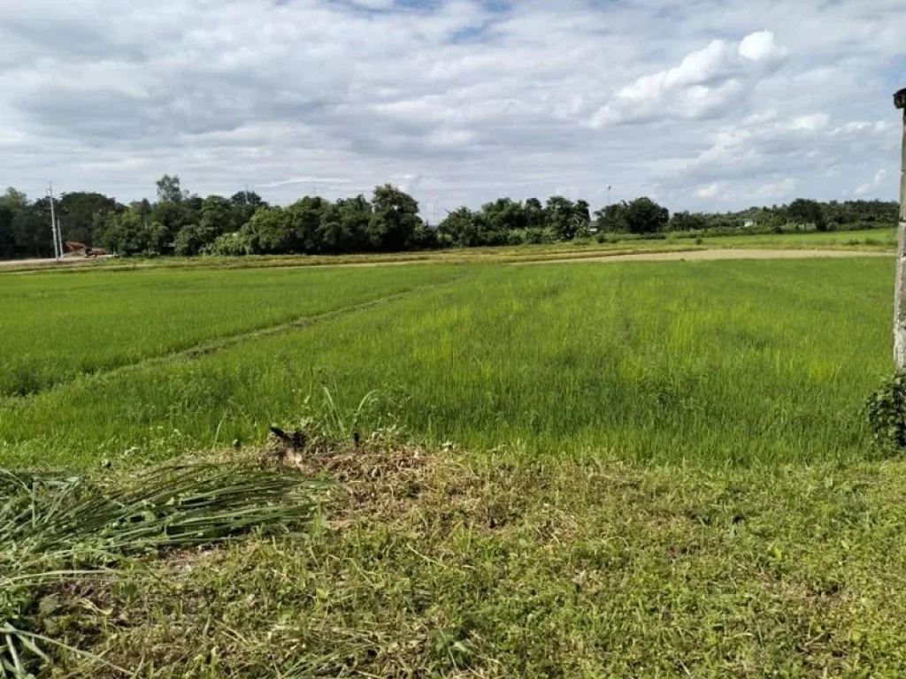 ขายด่วน ถูกมาก ที่ดินปรับถมแล้ว ในโครงการ บ้านสันมะนะ