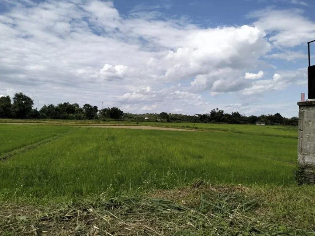 ขายด่วน ถูกมาก ที่ดินปรับถมแล้ว ในโครงการ บ้านสันมะนะ