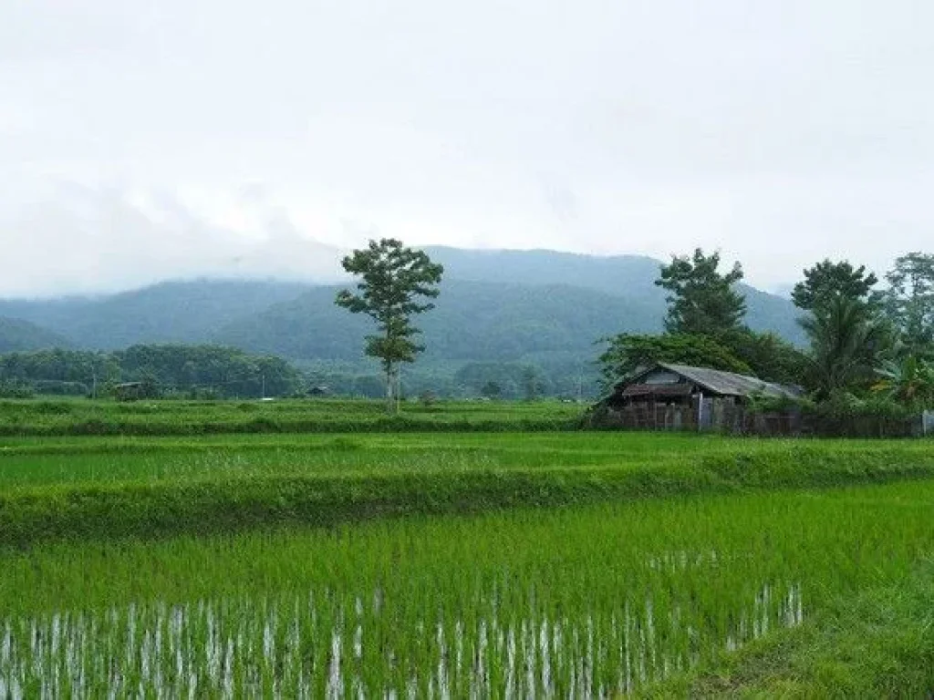 ที่ดินแปลงสวยวิวดอยภูคาใกล้แหล่งท่องเที่ยวชื่อดัง