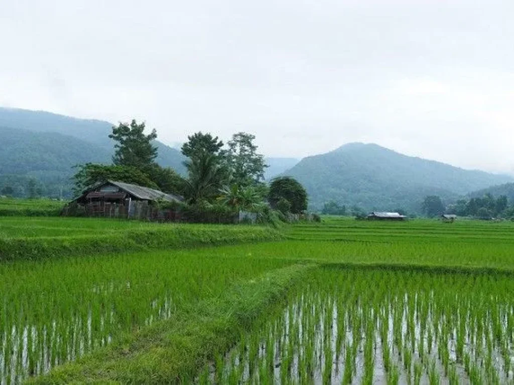 ที่ดินแปลงสวยวิวดอยภูคาใกล้แหล่งท่องเที่ยวชื่อดัง