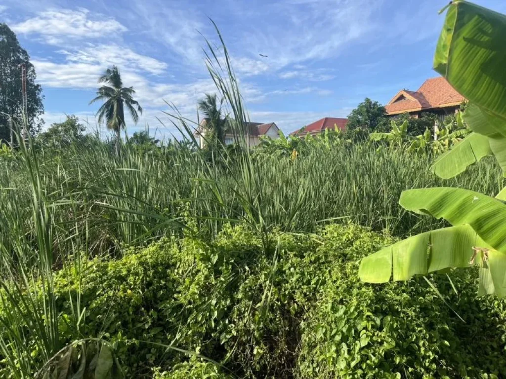 ขายที่ดิน 395 ตรว ติดถนน มีคลอง ตบางรักพัฒนา อบางบัวทอง