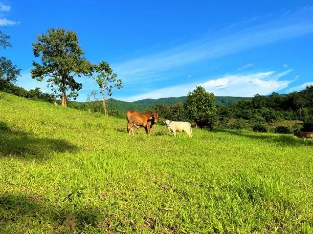 ขายที่ดินแปลงสวยบนดอยสูงสวยงาม ให้บรรยากาศท่ามกลางวิวภูเขาล้