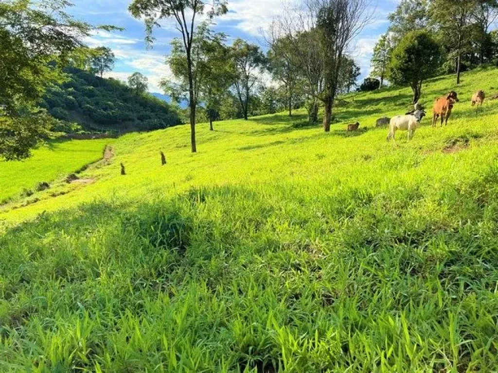 ขายที่ดินแปลงสวยบนดอยสูงสวยงาม ให้บรรยากาศท่ามกลางวิวภูเขาล้