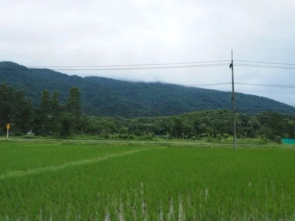 ที่ดินวิวดอยภูคา ทำเลทอง เหมาะสำหรับสร้างธุรกิจในฝัน