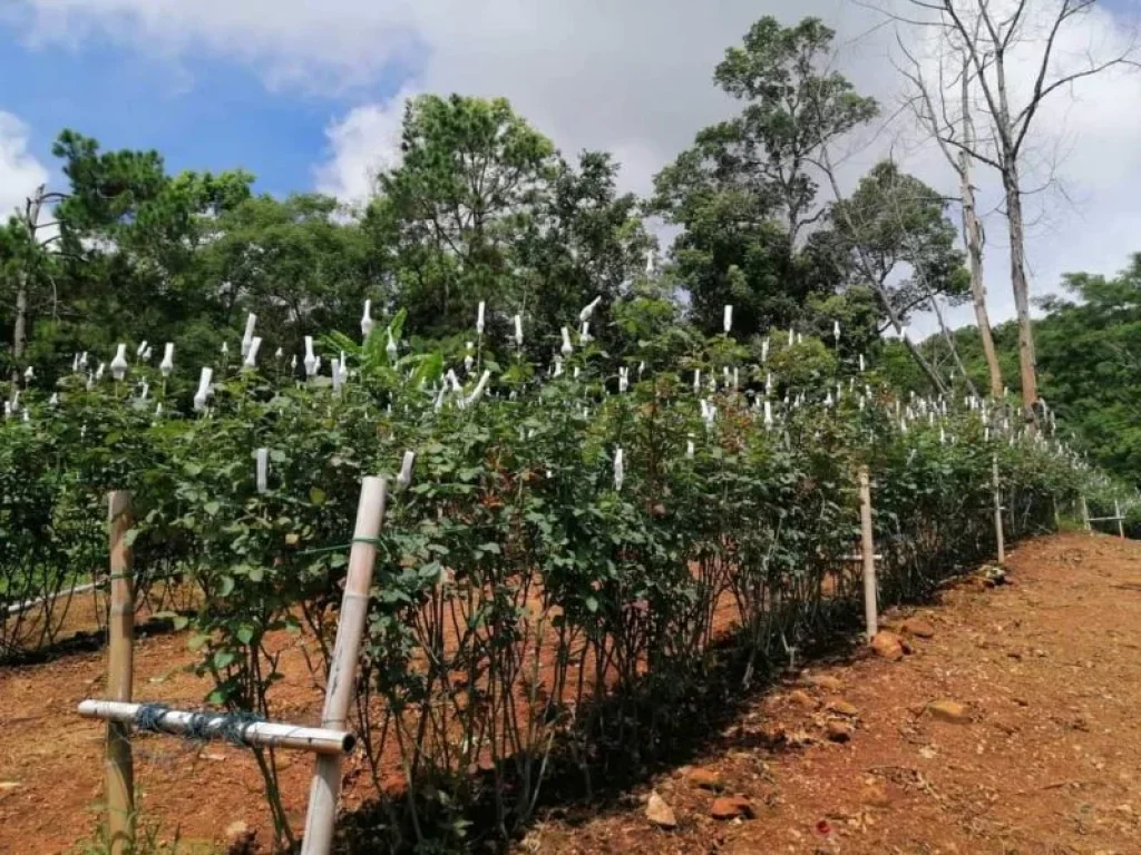 ขายที่เนินสูงโปงแยงแม่ร้มวิวสูงกว่าระดับน้ำทะเล 600เมตร