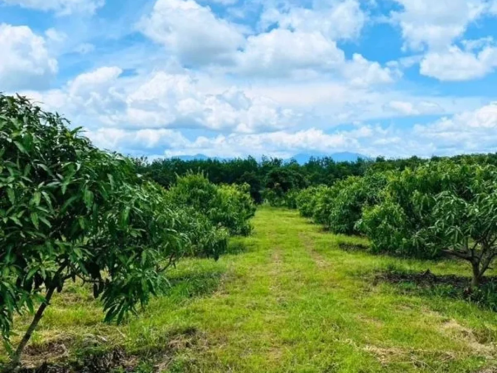 ขายที่ดินพร้อมสวนติดเชิงเขา ราคาถูก ทำเลทอง อำเภอสอยดาว