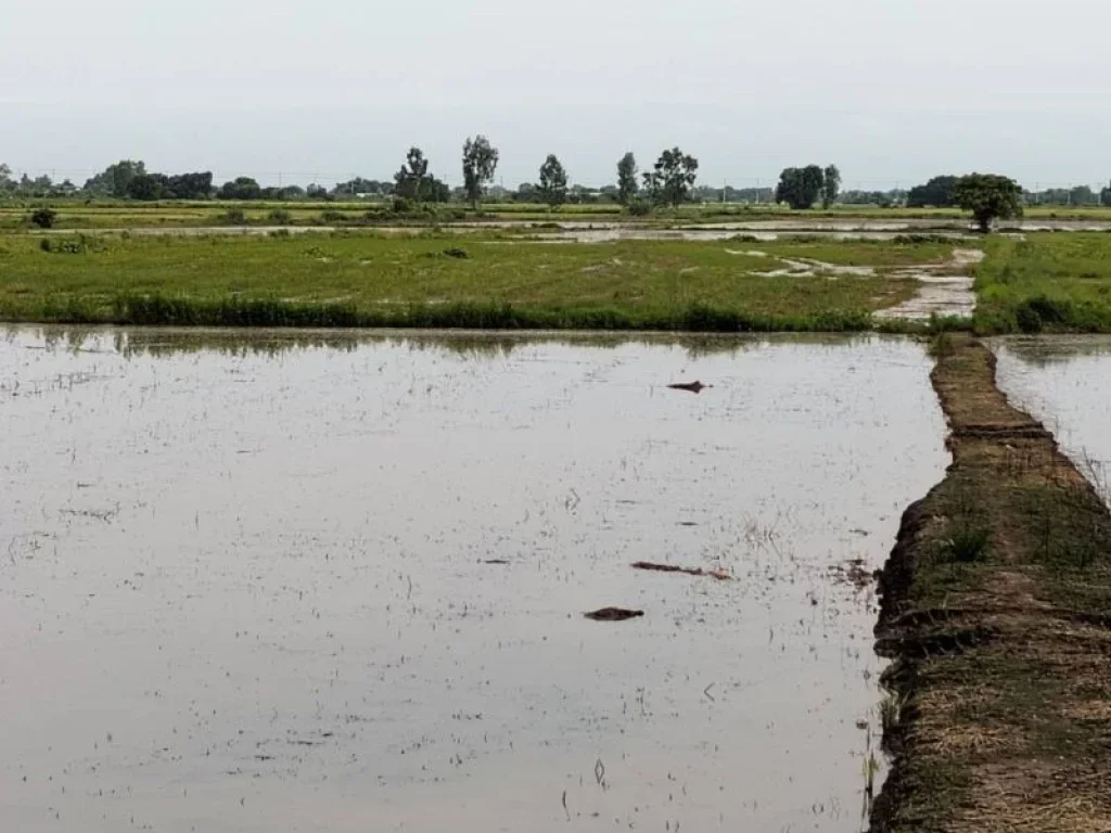 ขายที่ดินทำเลดีเจ้าของขายเอง ตำบลบางพลวง อำเภอ บ้านสร้าง