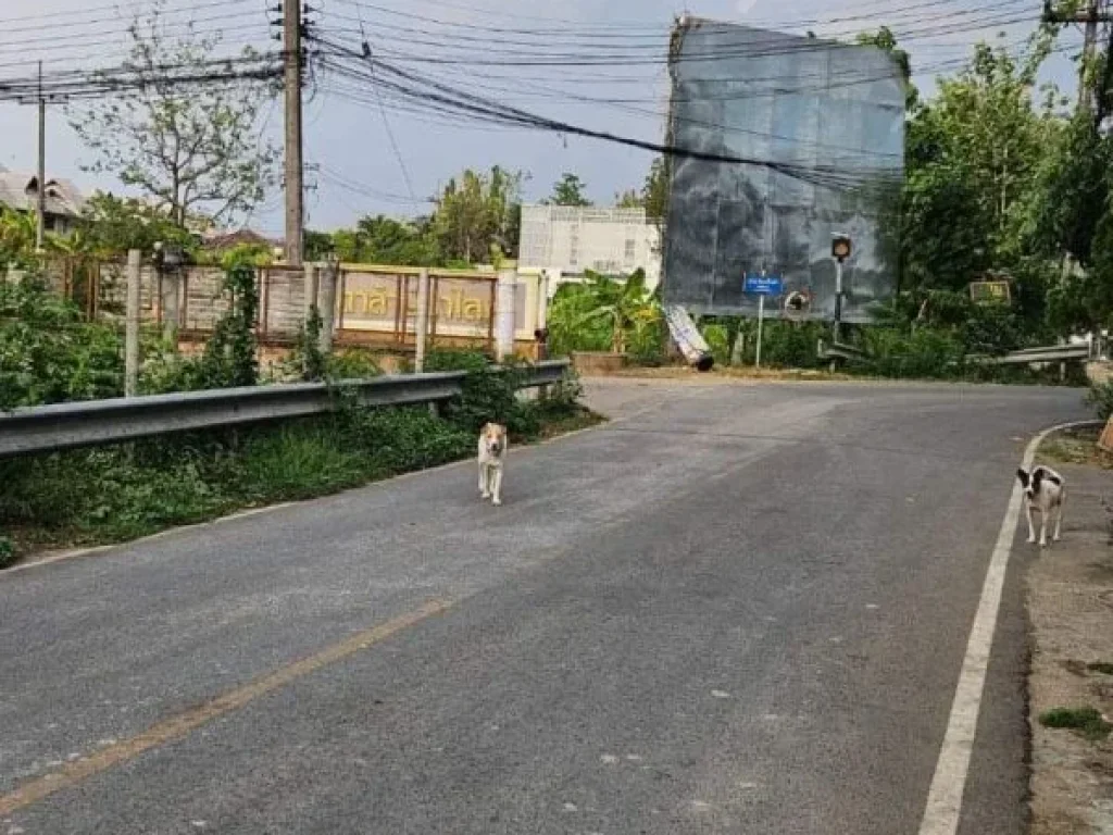 ขายที่ดินบ้านร้องเรือนคำตำบลป่าแดดติดถนนโฉนดพร้อมโอน