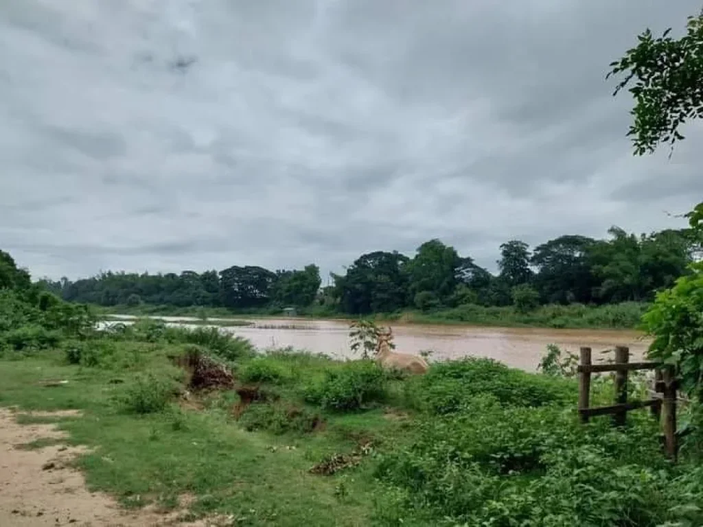 ขายที่ดินติดแม่น้ำปิงบ้านสบเตี๊ยะจอมทองติดถนนติดน้ำโฉนด