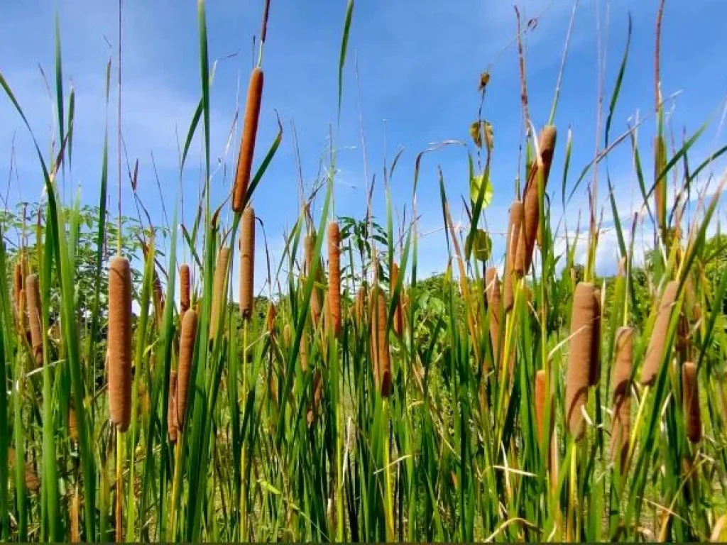 ขายสวนผสมติดแม่น้ำลี้ ติดถนนคอนกรีต วิวสวยอากาศเย็นสบาย