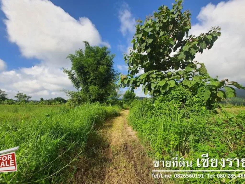 ขาย ที่ดิน เชียงราย วิวภูเขา อากาศบริสุทธิ์ 19 ไร่ 2 งาน 591