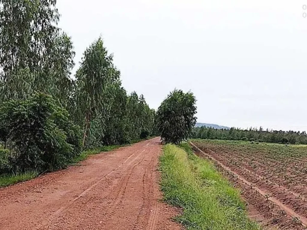 ขายที่ดิน 25ไร่ ที่สูงน้ำไม่ท่วม ติดถนนยาวสวย วิวเขาสวย