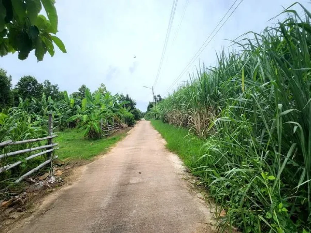 ขายที่ดิน ถนนเทศบาลตำบลธาตุทอง 5 ตำบลธาตุทอง อำเภอบ่อทอง