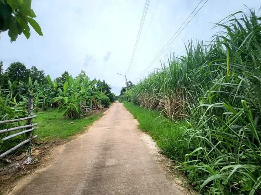 ขายที่ดิน ถนนเทศบาลตำบลธาตุทอง 5 ตำบลธาตุทอง อำเภอบ่อทอง