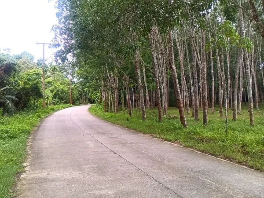 สวนยาง 8 ไร่ ติดถนนคอนกรีต ตทุ่งหลวง อละแม จชุมพร