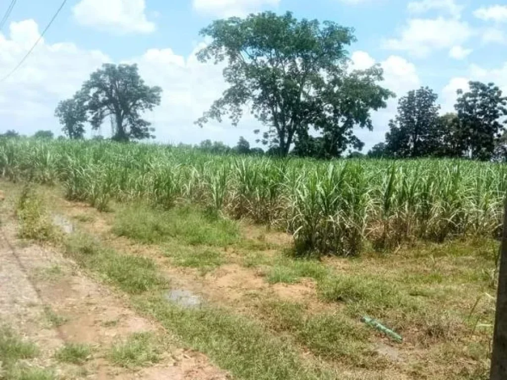 ที่ดินเปล่า สี่เหลี่ยมสวย ด้านยาวติดถนน อโนนสุวรรณ บุรีรัมย์