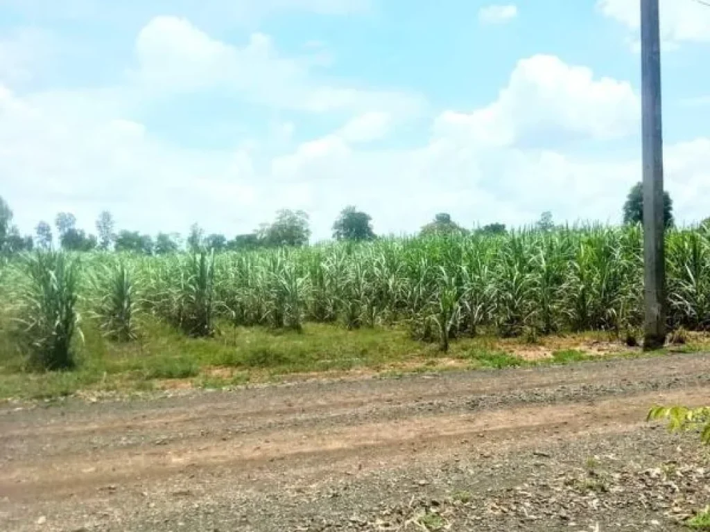 ที่ดินเปล่า สี่เหลี่ยมสวย ด้านยาวติดถนน อโนนสุวรรณ บุรีรัมย์