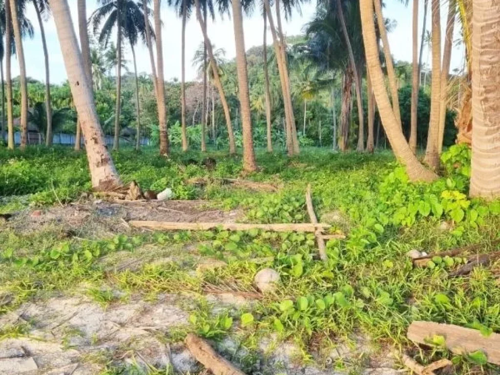 ขายที่ดินติดทะเล เกาะสมุย beachfront land for sale koh