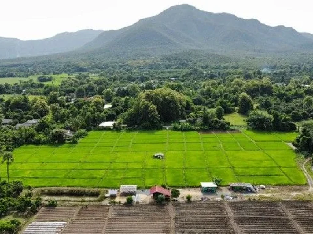 ขายที่ดินวิวดอย วิวทุ่งนามีทางเข้าบรรยากาศดีเขตแม่ออนใกล้สถา