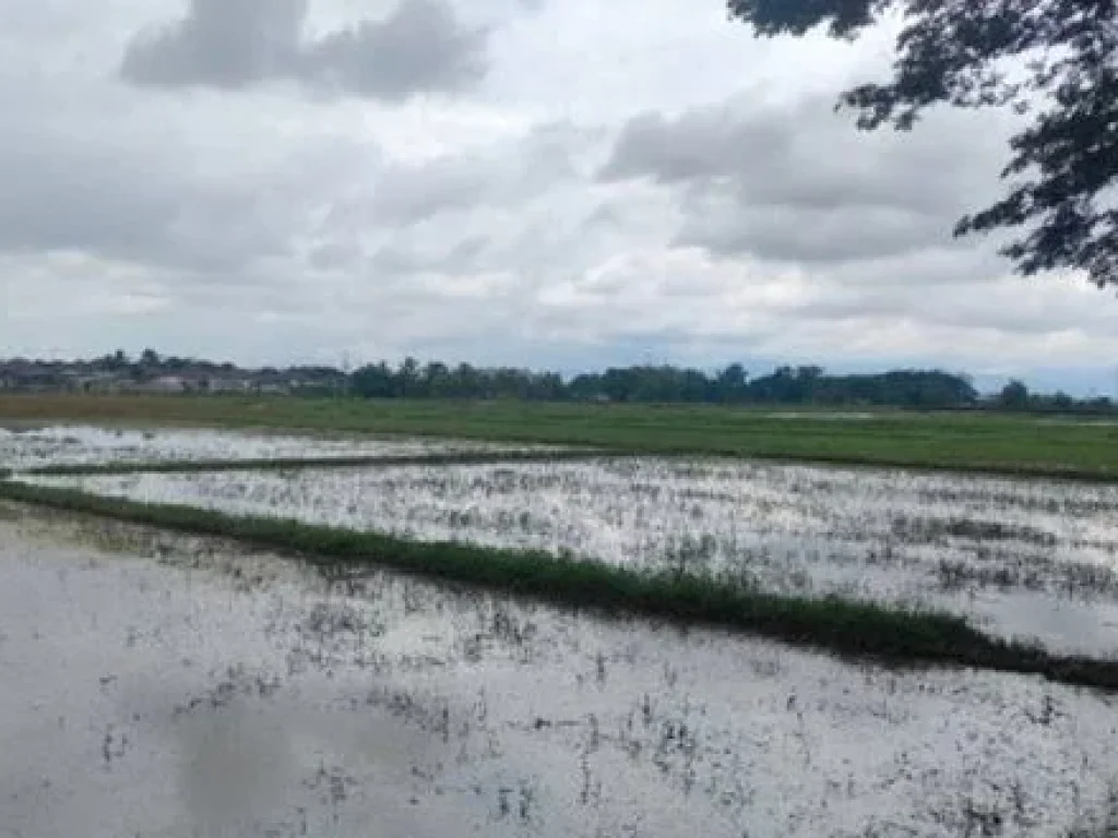 ขายที่ดิน 54 ไร่ ติดทางหลวงแผ่นดิน อำเภอเวียงชัย