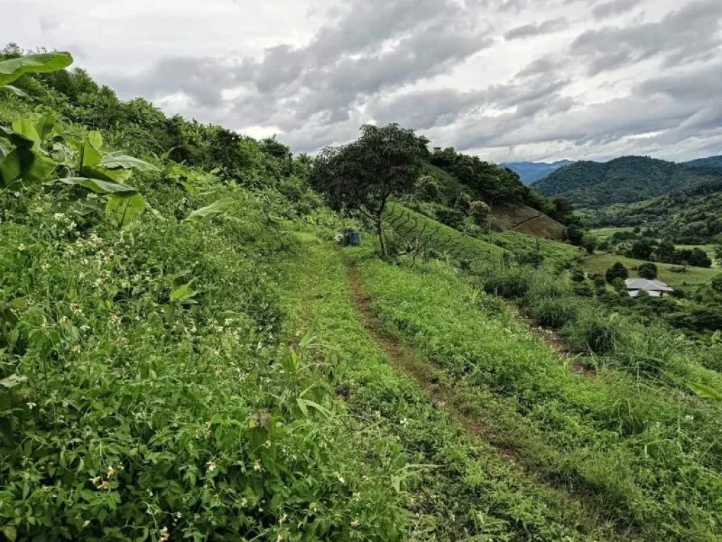 ขายที่บนดอยสะเมิงสะเมิงเหนือวิวสวยเนินสูงราคาถูก