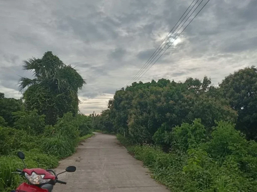 ขายที่สวนลำใย 110 ต้นบ้านแม่ก๋าสันป่าตองโฉนดพร้อมโอน