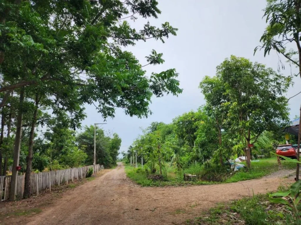 ขาย ที่ดินราคาถูก จปทุมฯ อหนองเสือ ตบึงกาสาม ขนาด 100 ตรว