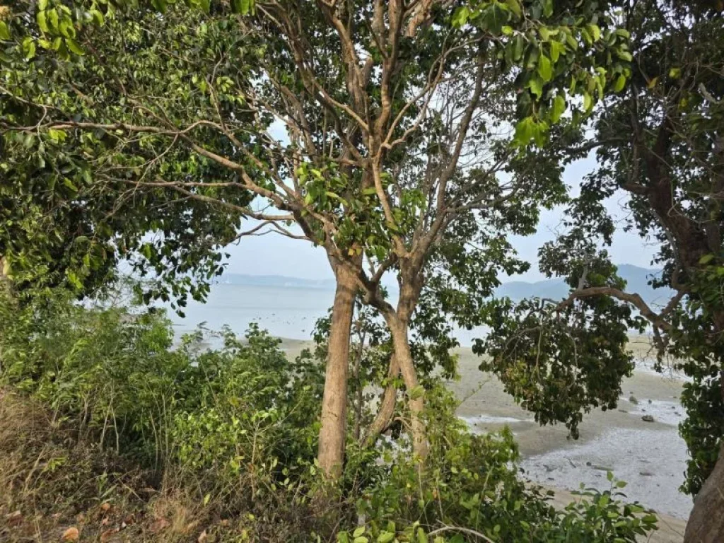 ที่ดินติดหาดราไวย์ ภูเก็ต กำลังมองหาเจ้าของคนใหม่อยู่