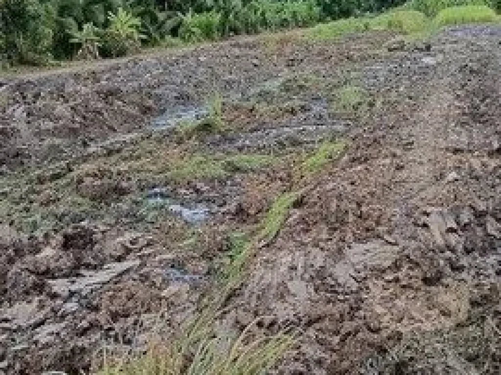 ที่ดินเงินผ่อน คลอง 11 รพีพัฒน์ หนองเสือ ปทุมธานี ผ่อนได้ 24